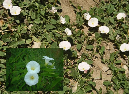 Bindweed.