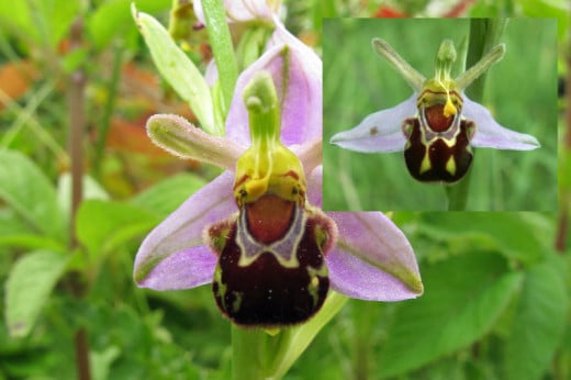 Bee Orchid