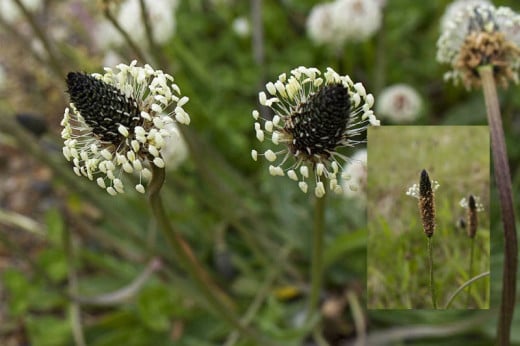 Ribwort.