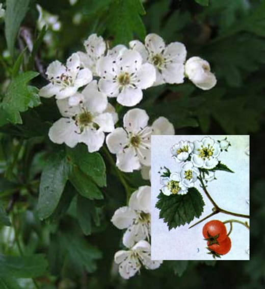 Hawthorn