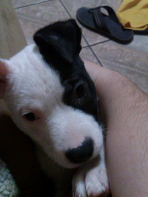 Since she is a puppy I couldn't get her to sit still.
