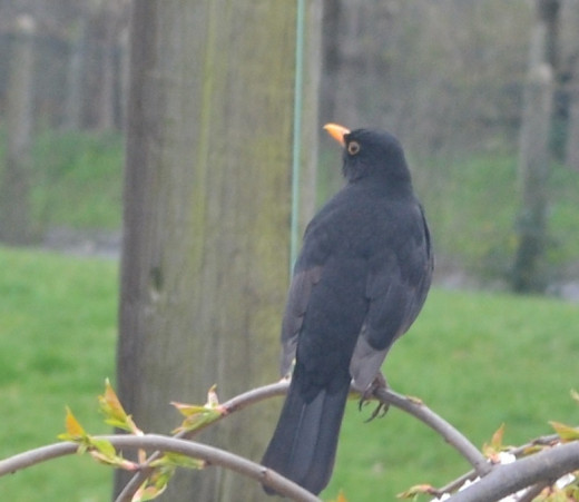 This image is of Midnight, a black bird that sits outside my window. Midnight sings his best tunes not at dawn but at midnight, hence the name, he always seem to be watching and waiting like a sentinel. 