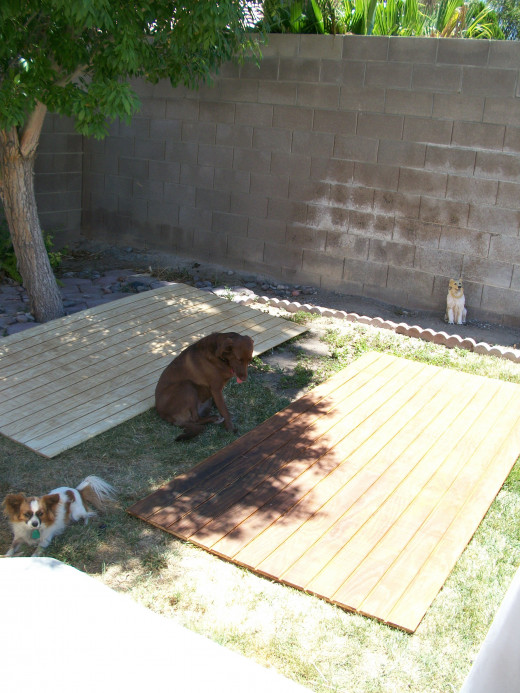 Bella and Maggie watch from the one shady spot in our back yard.