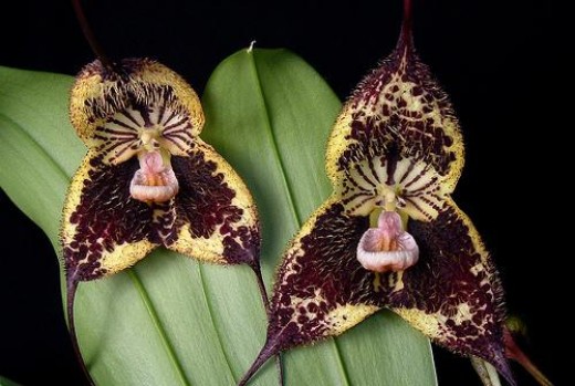 Online Whole Seeds Flowers Monkey Faces From China Angel Orchid Habenaria Grandifloriformis 17 Flowers