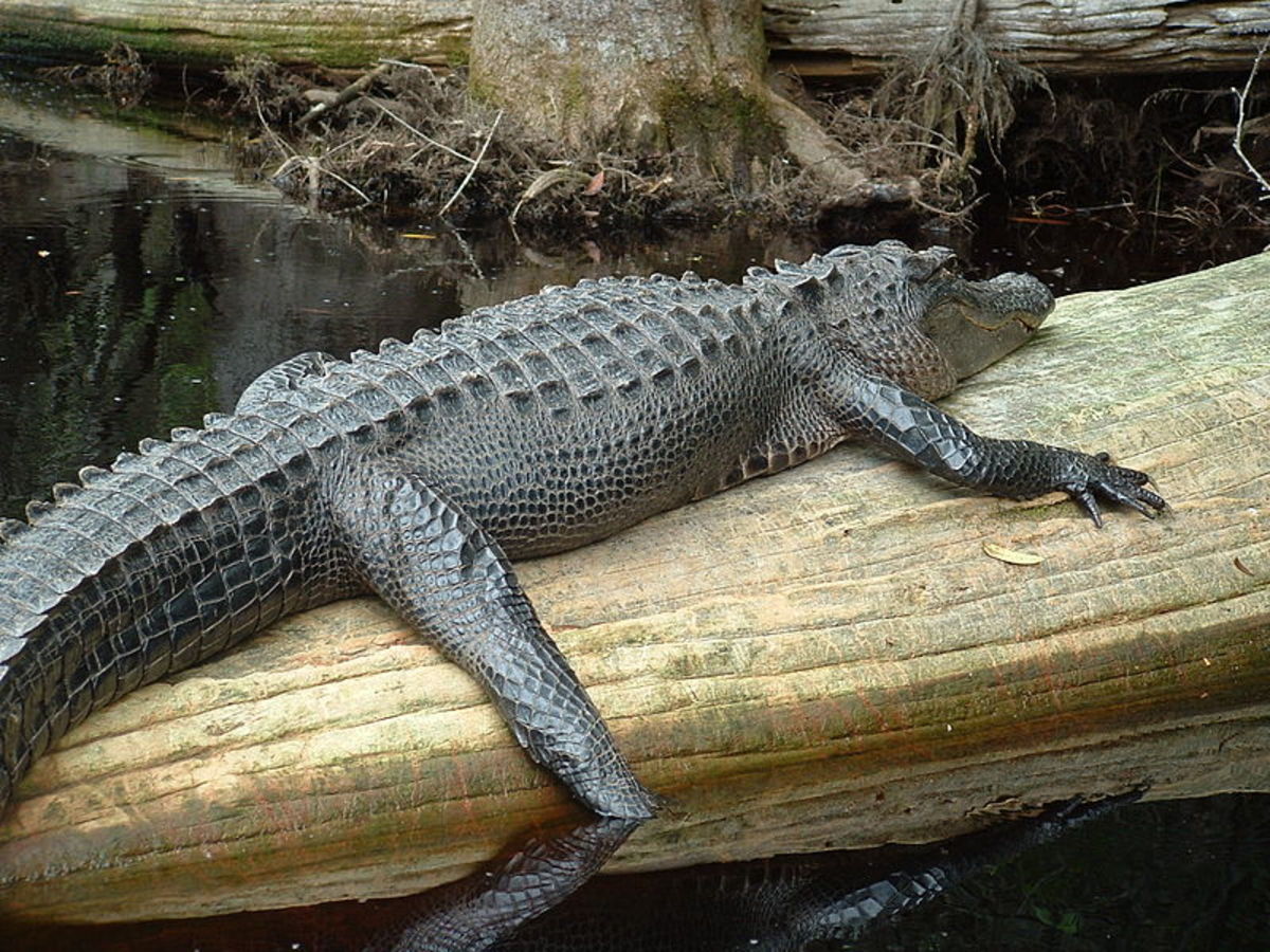 Alligator in the swamp