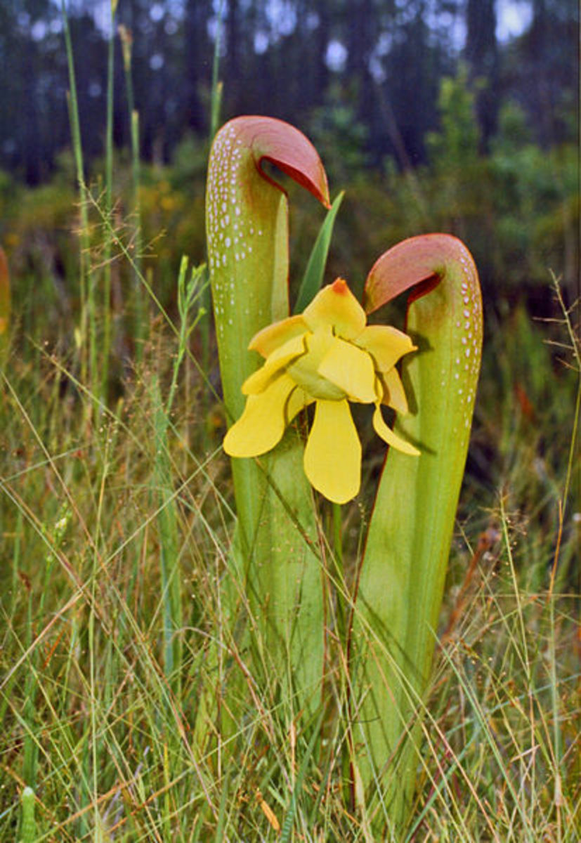 Hooded Pitcher carnivorous plant,  Sarracenia minor var. okefenokeensis.