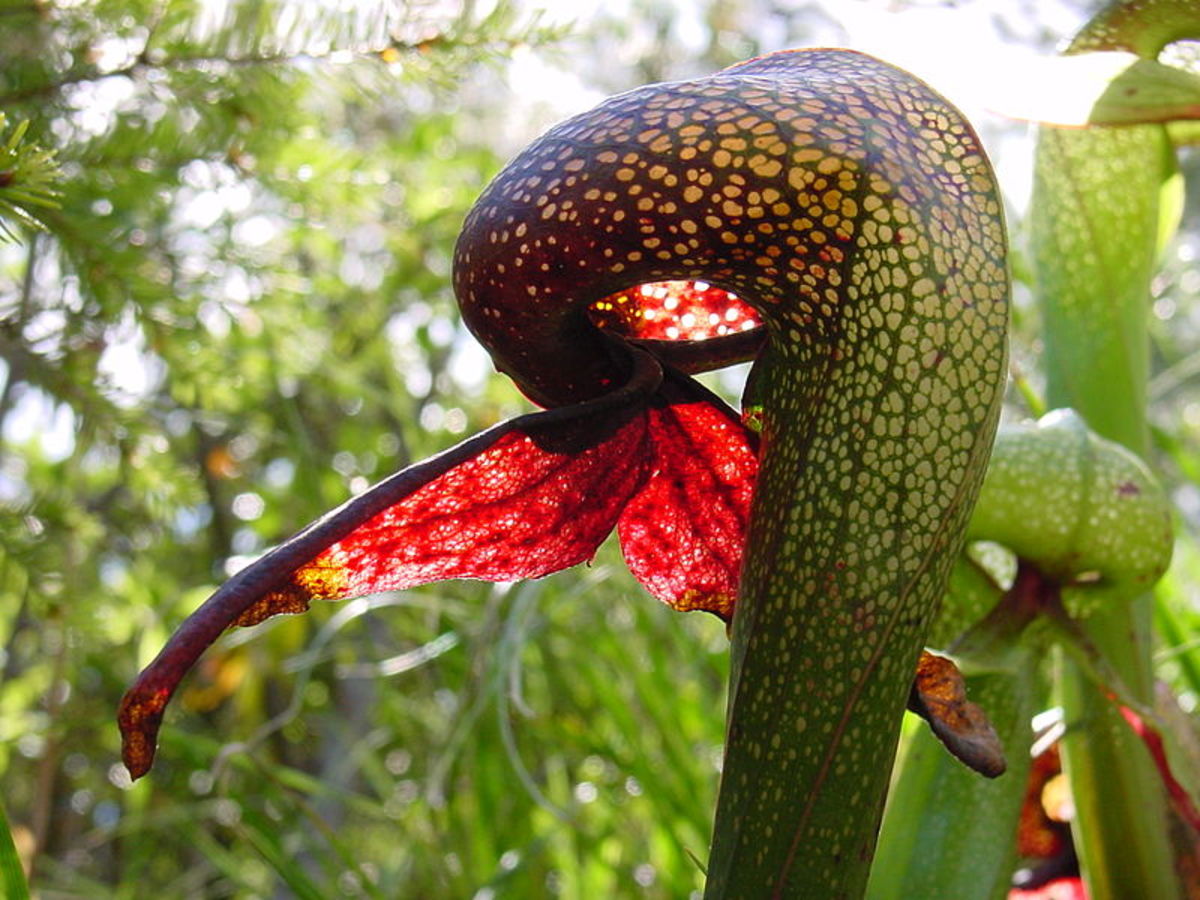 Darlingtonia californica, the Cobra Plant