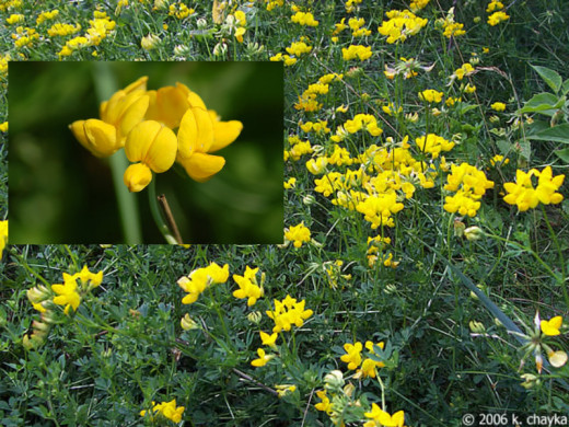 Birds Foot Trefoil.