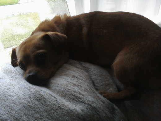 Chihuahua mixed, example of small breed dog