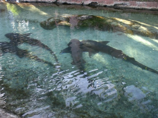 Sharks