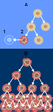 A - normal cell division, B - cancer cell division; 1 - apoptosis; 2 - damaged cell. From the National Cancer Institute.