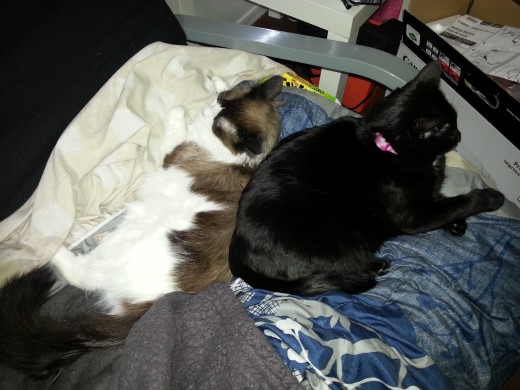 Finn was cold so he snuggled up next to Phoebe, valiantly attempting to ignore him!