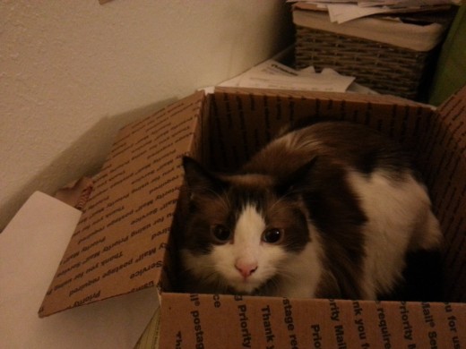 Good-bye for now, angel boy. I'll see you on the Rainbow bridge....