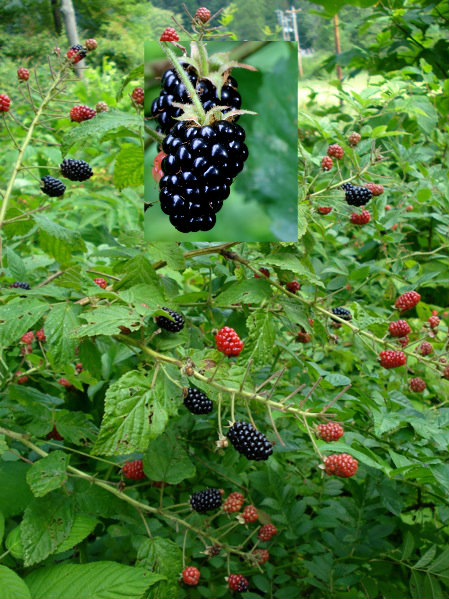 Blackberry Bush.