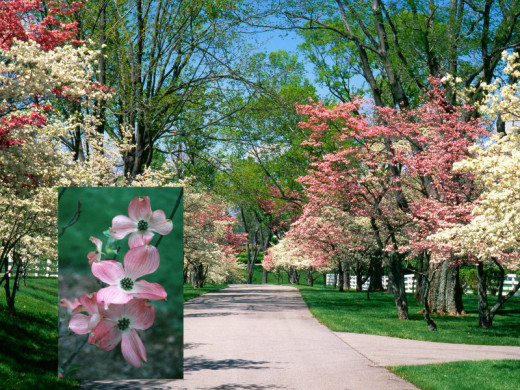 Dogwood