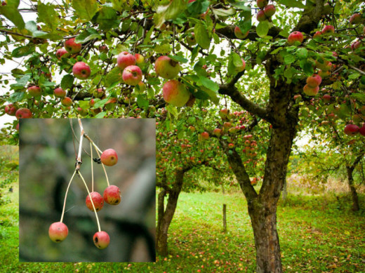Crab Apples.