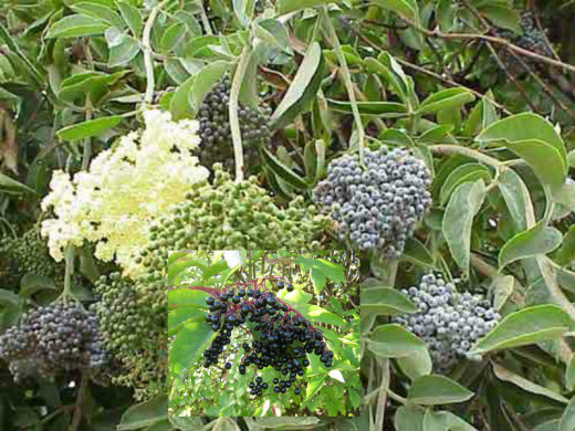 Elderberry.