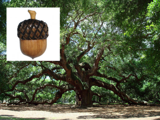 Oak Tree.