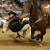 High impact steer wrestling High impact steer wrestling