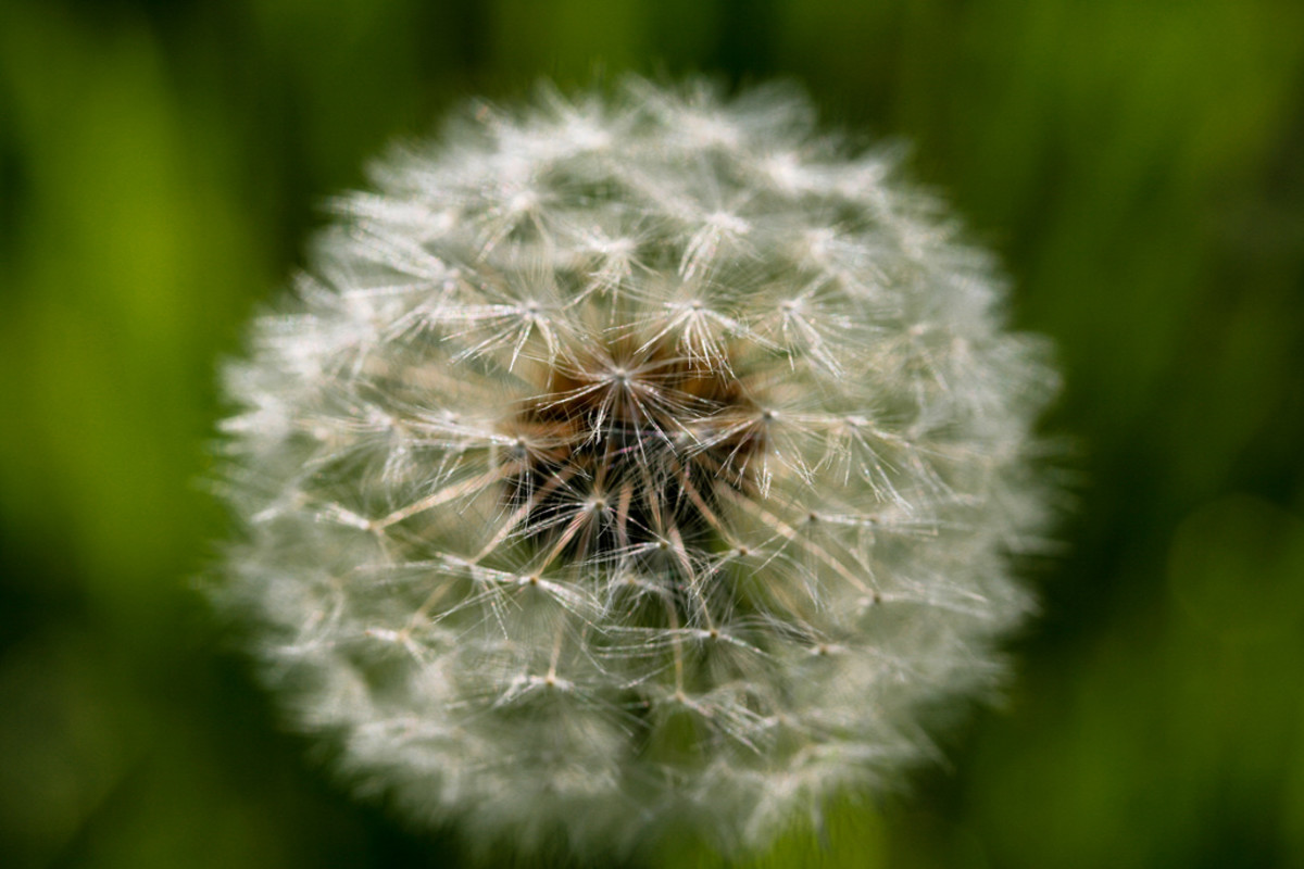 No need to fear the dandelion. There is hope for seasonal allergy sufferer's.