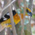 Yellow Grosbeak, Pheucticus chrysopeplus Yellow Grosbeak, Pheucticus chrysopeplus