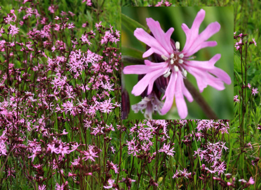 Ragged Robin.
