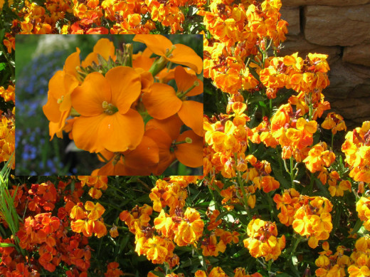 Wallflower.
