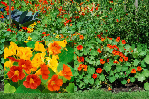 Nasturtium