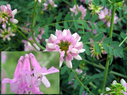 Vetch.