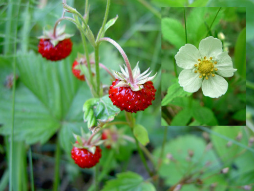Wild Strawberry Flowers.