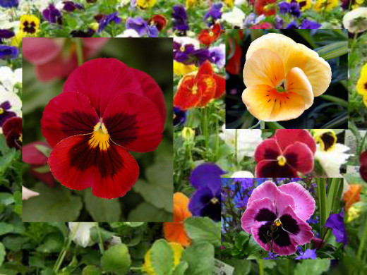 Pansy.