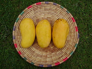 Sindhri, famous mango variety from Pakistan and Among the Best Tasted Mangoes of the World