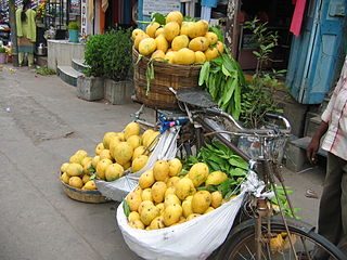 Partially ripened Banganpalli mangoes being sold on a Bicycle at Guntur City, India. These are available from the middle of May to June of the summer season.