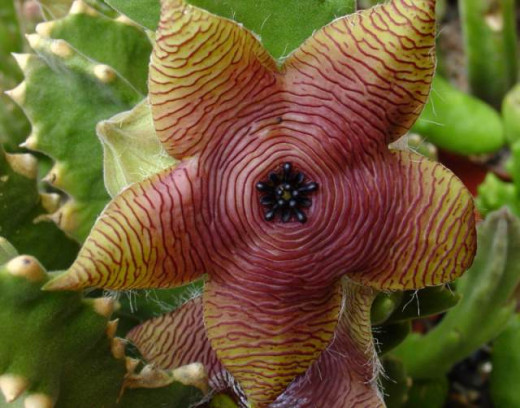 Genus Stapelia consists of around 40 species of low-growing, spineless, stem succulent plants, predominantly from South Africa. 