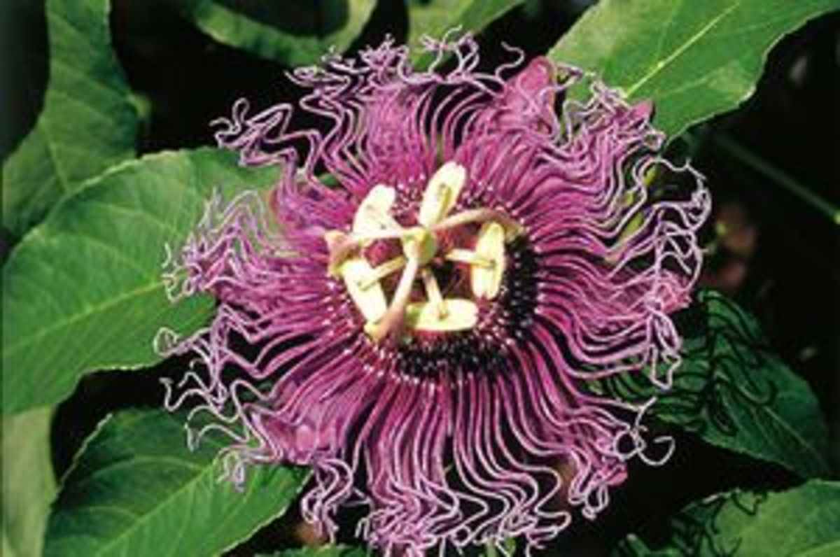 Hardy Hybrid passionflower "Incense"