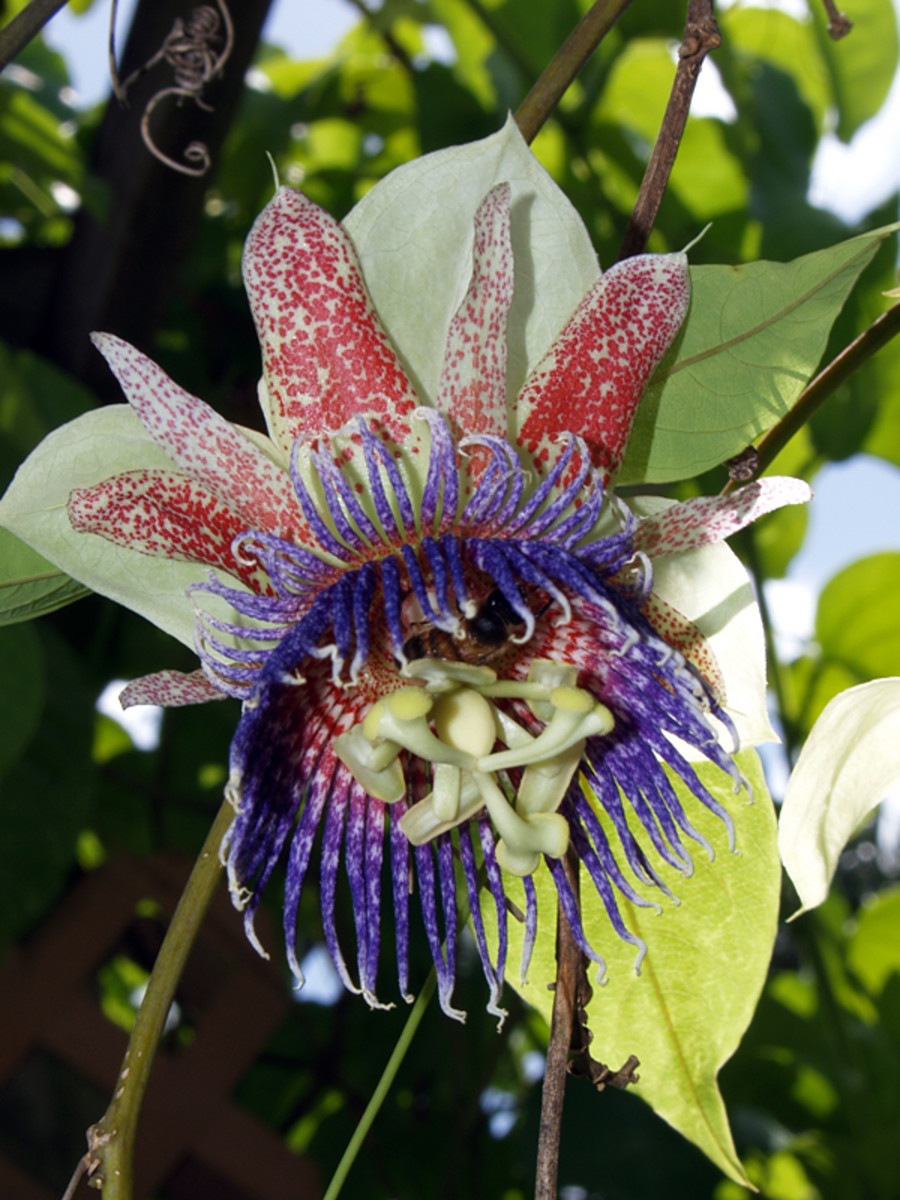Fragrant Passionflower (Passiflora maliformus)