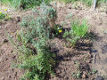 How to Make a Hugel Raised Garden Bed
