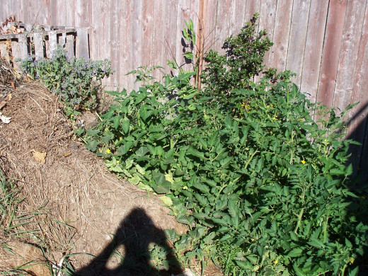 Our next project, which will be planted on top of a cherry tree trunk