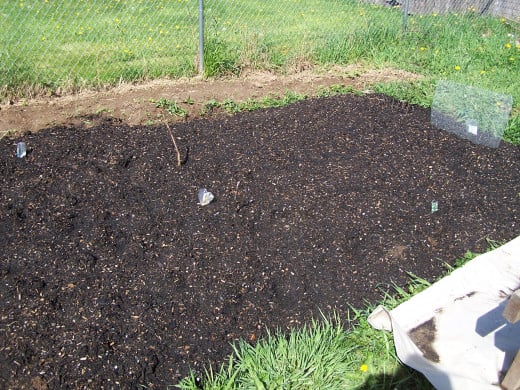 A potato bed planted using this method; wood scraps are underneath the soil
