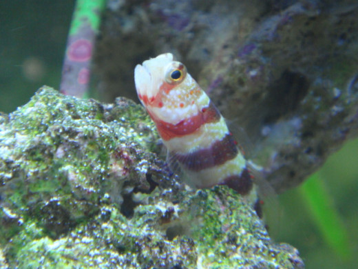 One of my oldest fish; "Willow" my Wheeler's Watchman Gobie...he had such personality