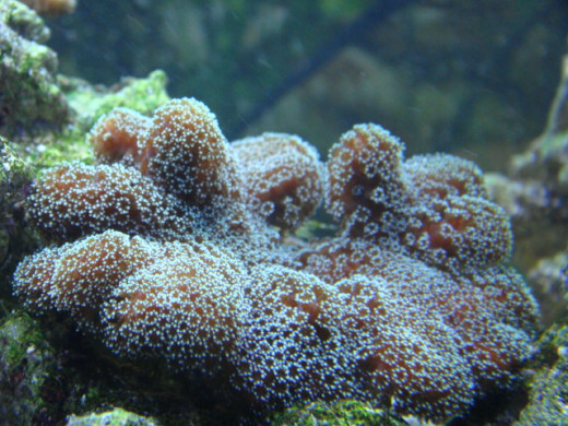 Cat's Paw coral
