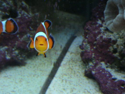 My "Nemo" was a female; she was very aggressive and bit me all the time but she was gorgeous and I loved her!