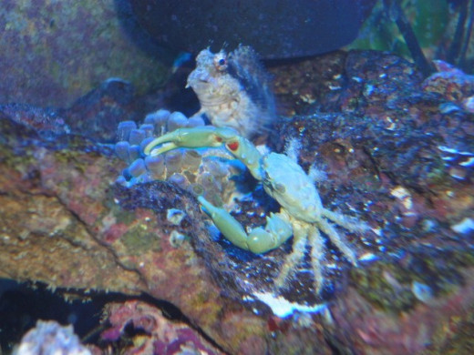 An Emerald Crab with a Lawn Mower Blenny in the background!
