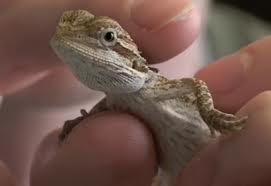Just look at that face!  How can you resist?  My little Journey looked very much like this little lizard when I got her.  