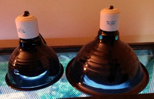 The two ceramic heat / basking lamps I have resting on the top screen of her tank.  A screen is necessary for keeping her from escaping and also allowing the heat source to be close enough to the tank without burning the dragon.