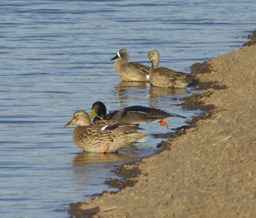 Blue-winged Teals(Top) with Mallard Pair(Bottom) 