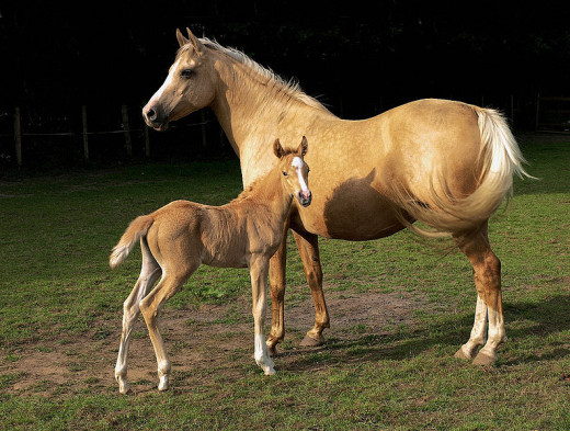 Mare and colt, part of the horse breeding operation