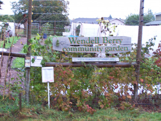 Community gardens are everywhere in Olympia