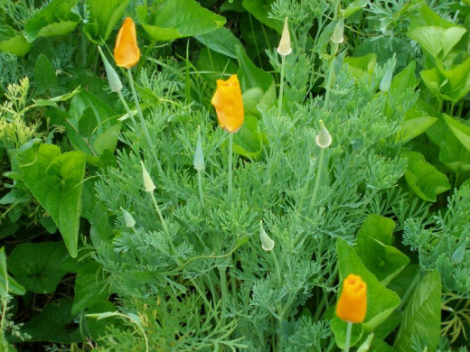California Poppy closed up for the day
