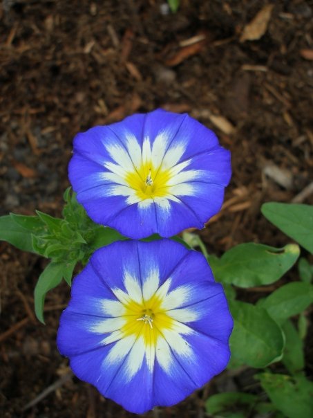 Convolvulus Tricolor Blooms